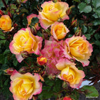 Strauchrose "Landlust"