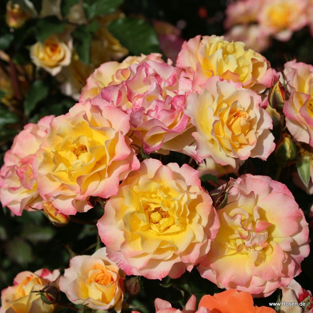 Strauchrose "Landlust"