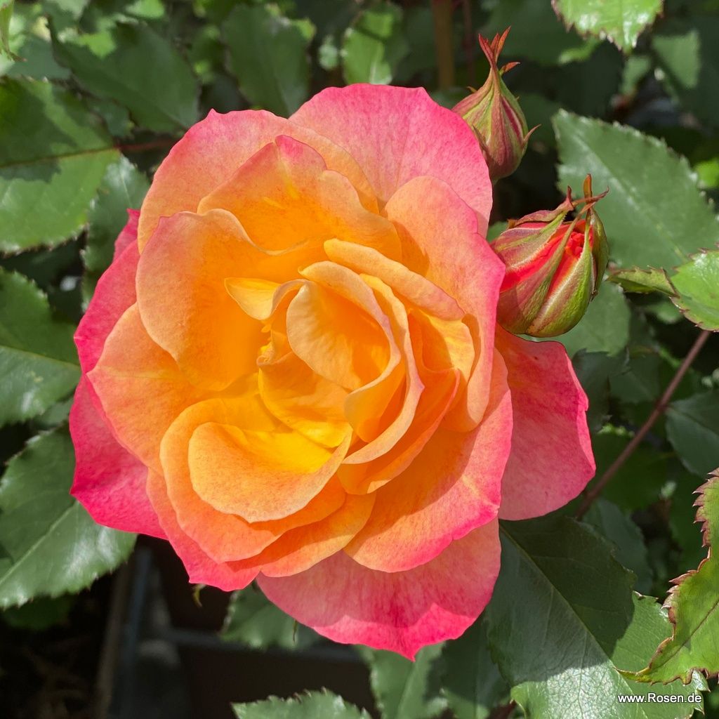 Strauchrose "Landlust"