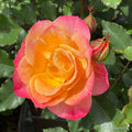 Strauchrose "Landlust"