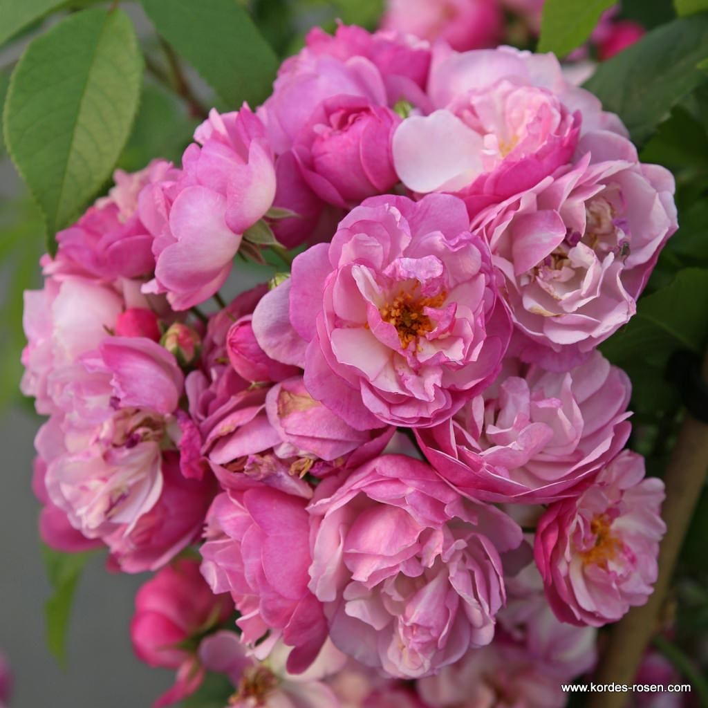 Kletterrose "Lavender Siluetta"