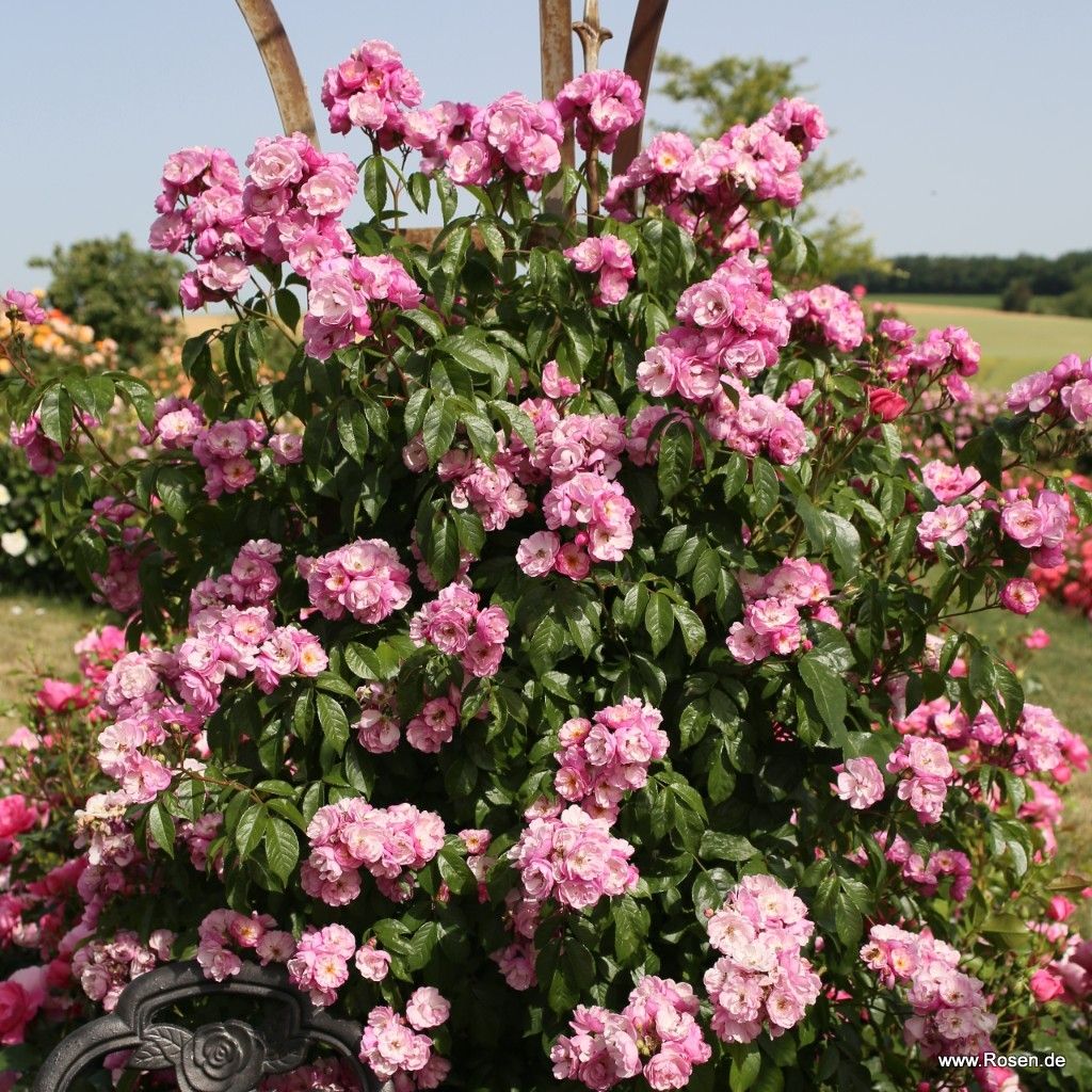 Kletterrose "Lavender Siluetta"