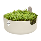 Topf "Magic Microgreens "
