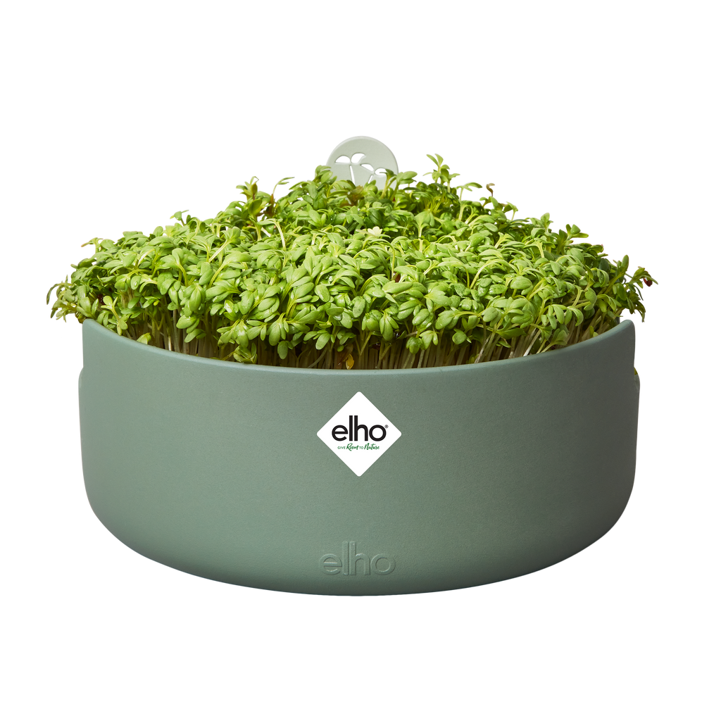 Topf "Magic Microgreens "