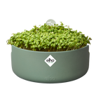 Topf "Magic Microgreens "