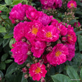 Rambler Rose "Perfumy Siluetta"