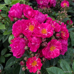 Rambler Rose "Perfumy Siluetta"
