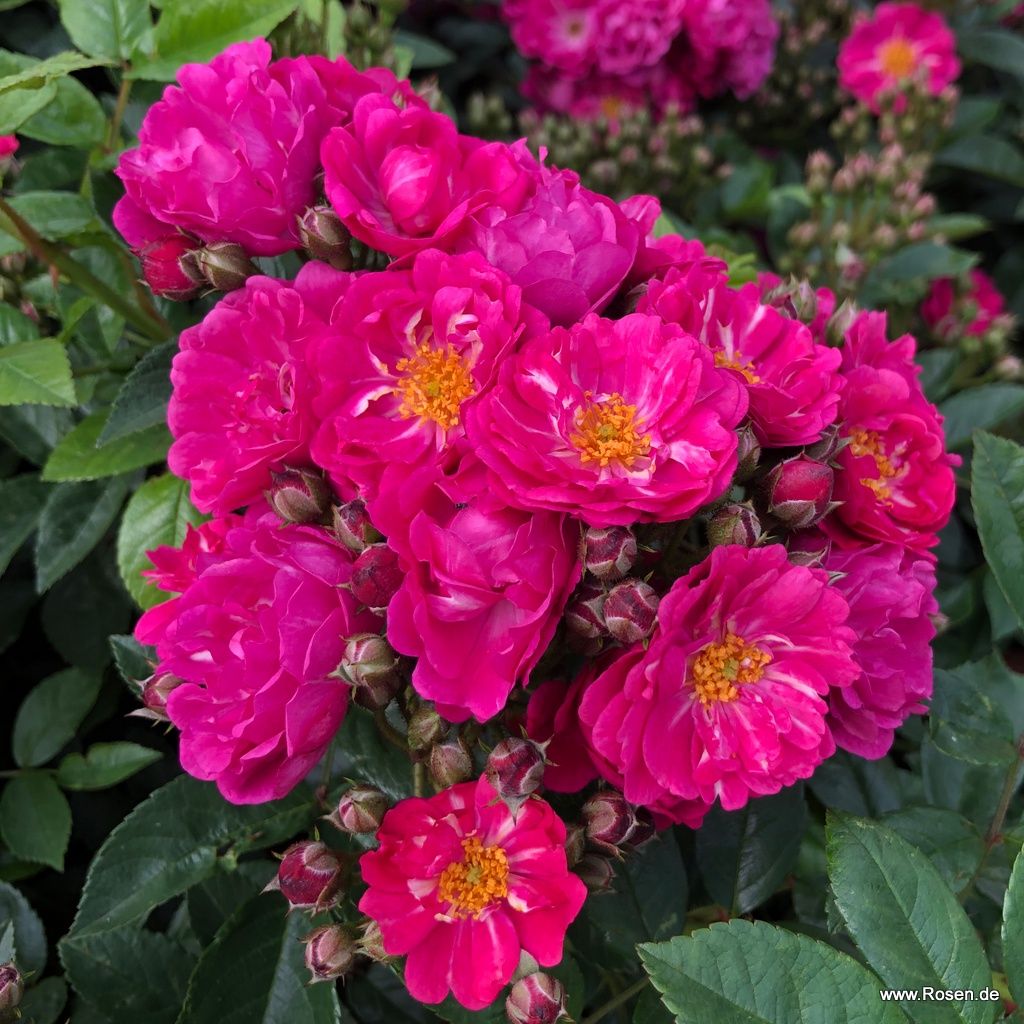 Rambler Rose "Perfumy Siluetta"