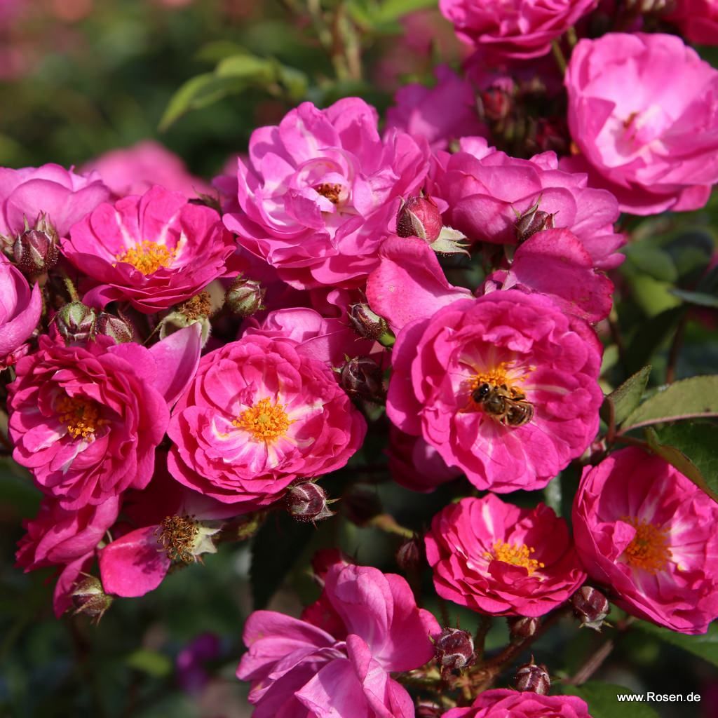 Rambler Rose "Perfumy Siluetta"