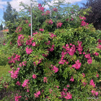Rambler Rose "Perfumy Siluetta"