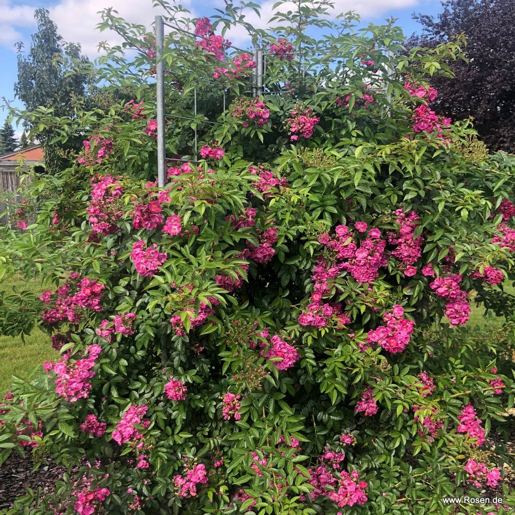 Rambler Rose "Perfumy Siluetta"