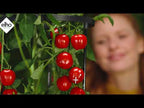Tomatentopf "Green Basic"