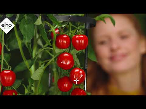 Tomatentopf "Green Basic"