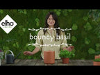 Topf "Bouncy Basil"