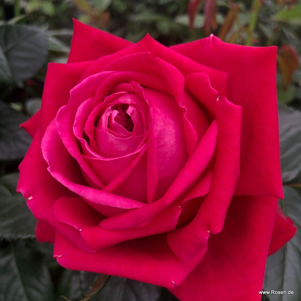 Edelrose Ruby Kiss