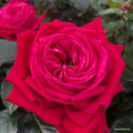 Edelrose "Ruby Kiss"