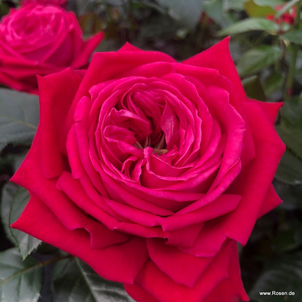 Edelrose Ruby Kiss