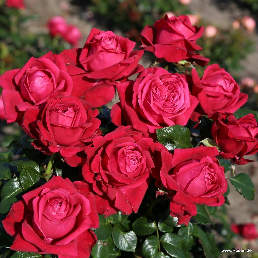 Edelrose Ruby Kiss