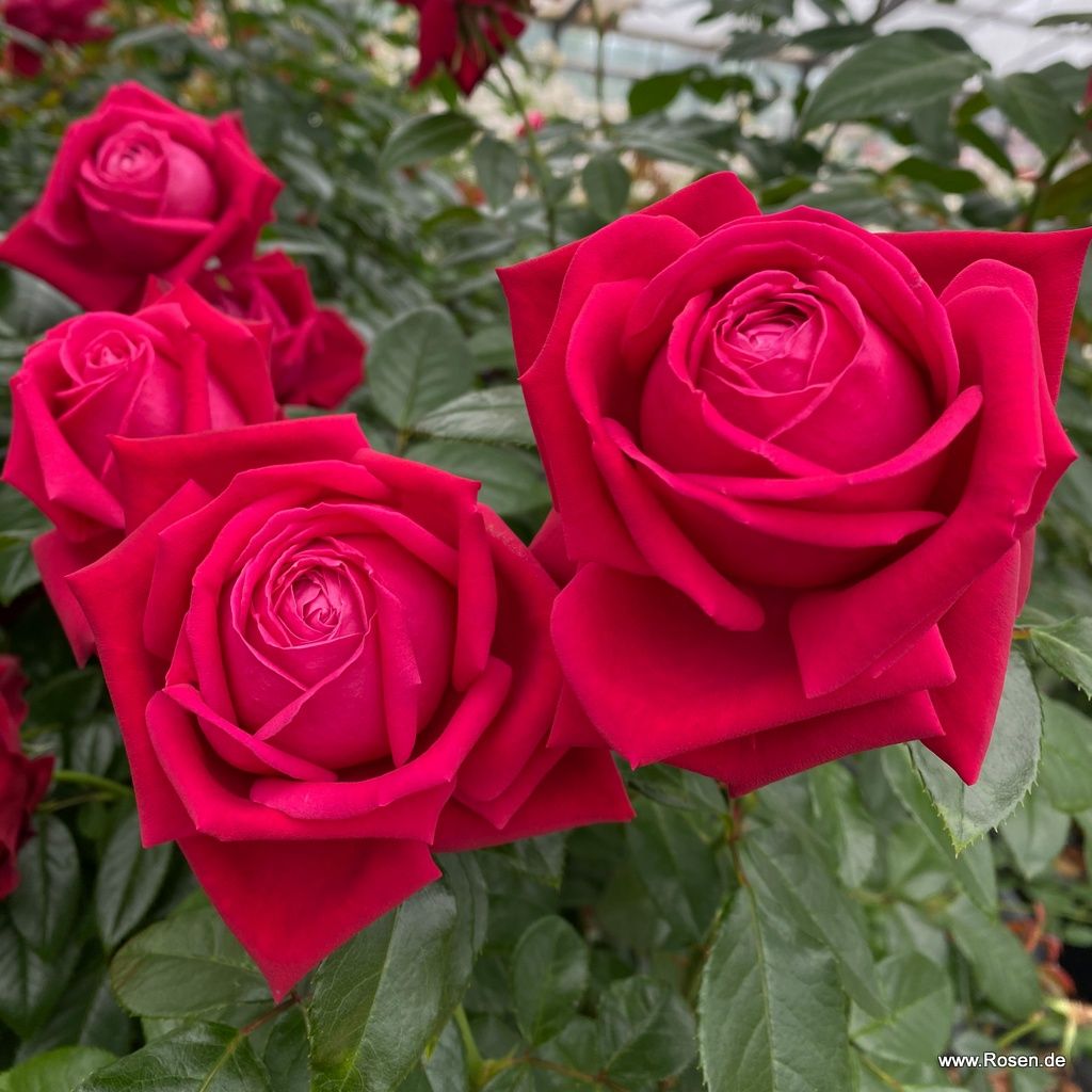 Edelrose Ruby Kiss