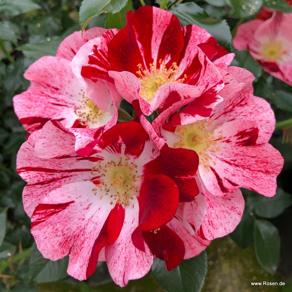 Kleinstrauchrose "Simsalabim"