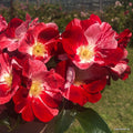 Kleinstrauchrose "Simsalabim"