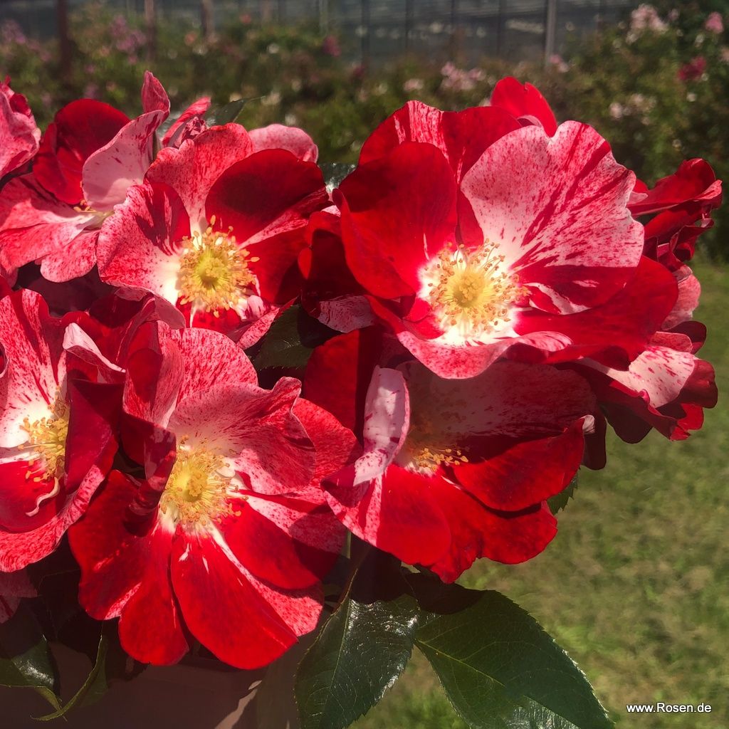 Kleinstrauchrose "Simsalabim"