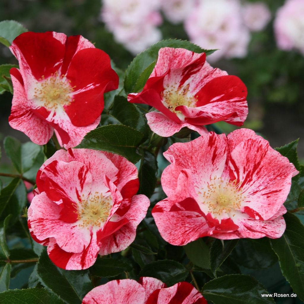 Kleinstrauchrose "Simsalabim"