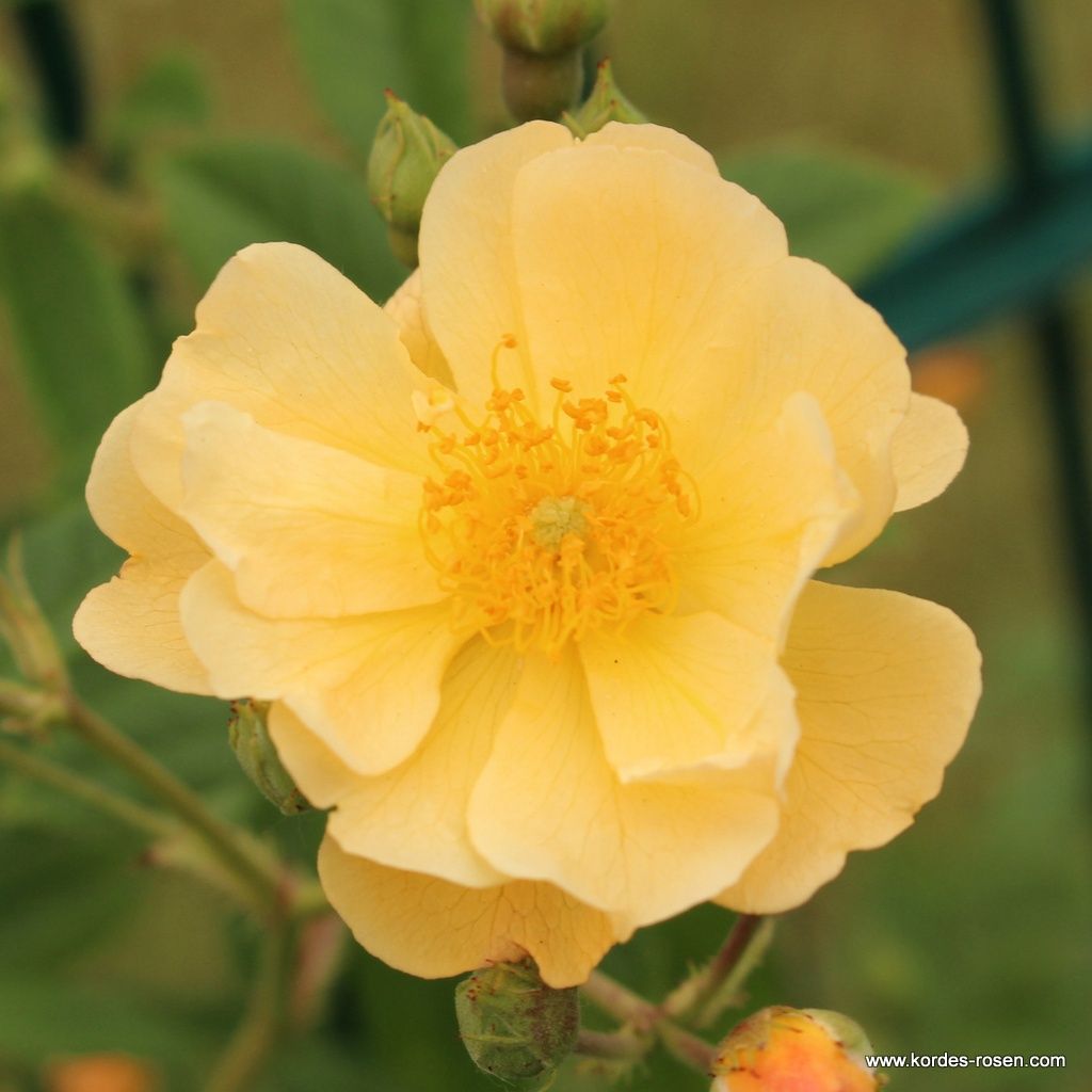 Kletterrose "Sunny Siluetta"