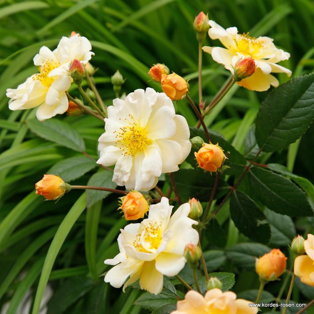 Kletterrose "Sunny Siluetta"