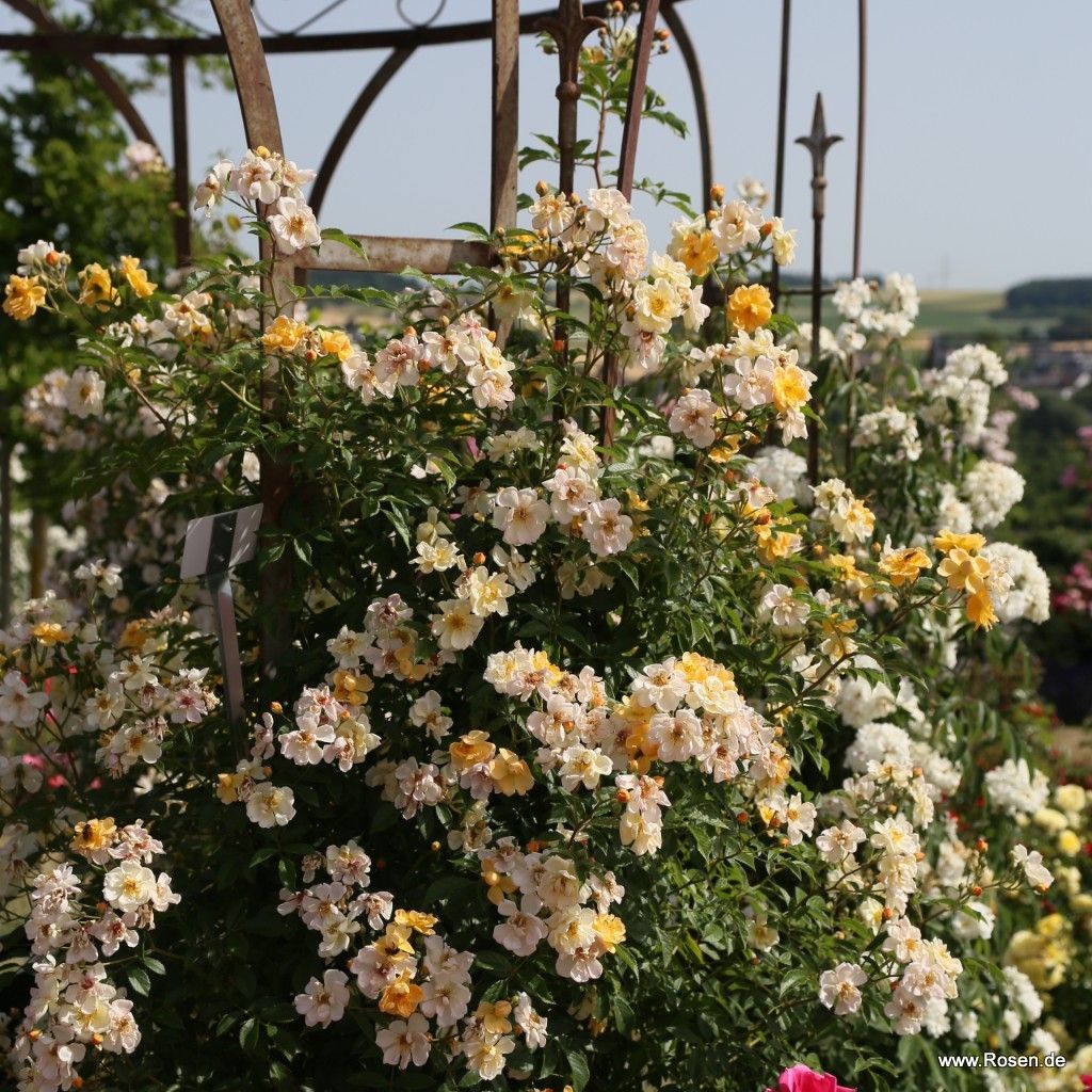 Kletterrose "Sunny Siluetta"