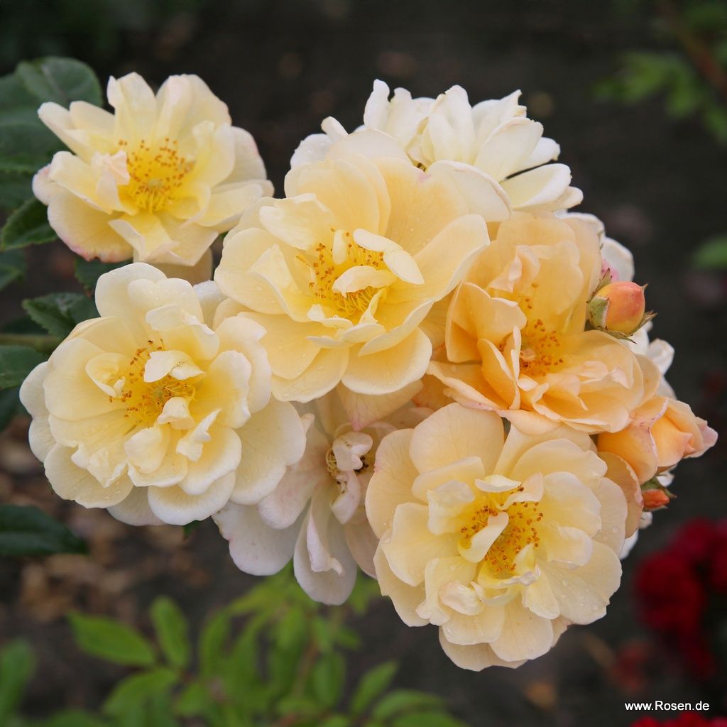 Kletterrose "Sunny Siluetta"