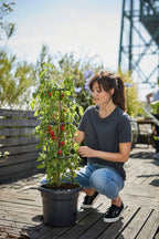 Tomatentopf "Green Basic"