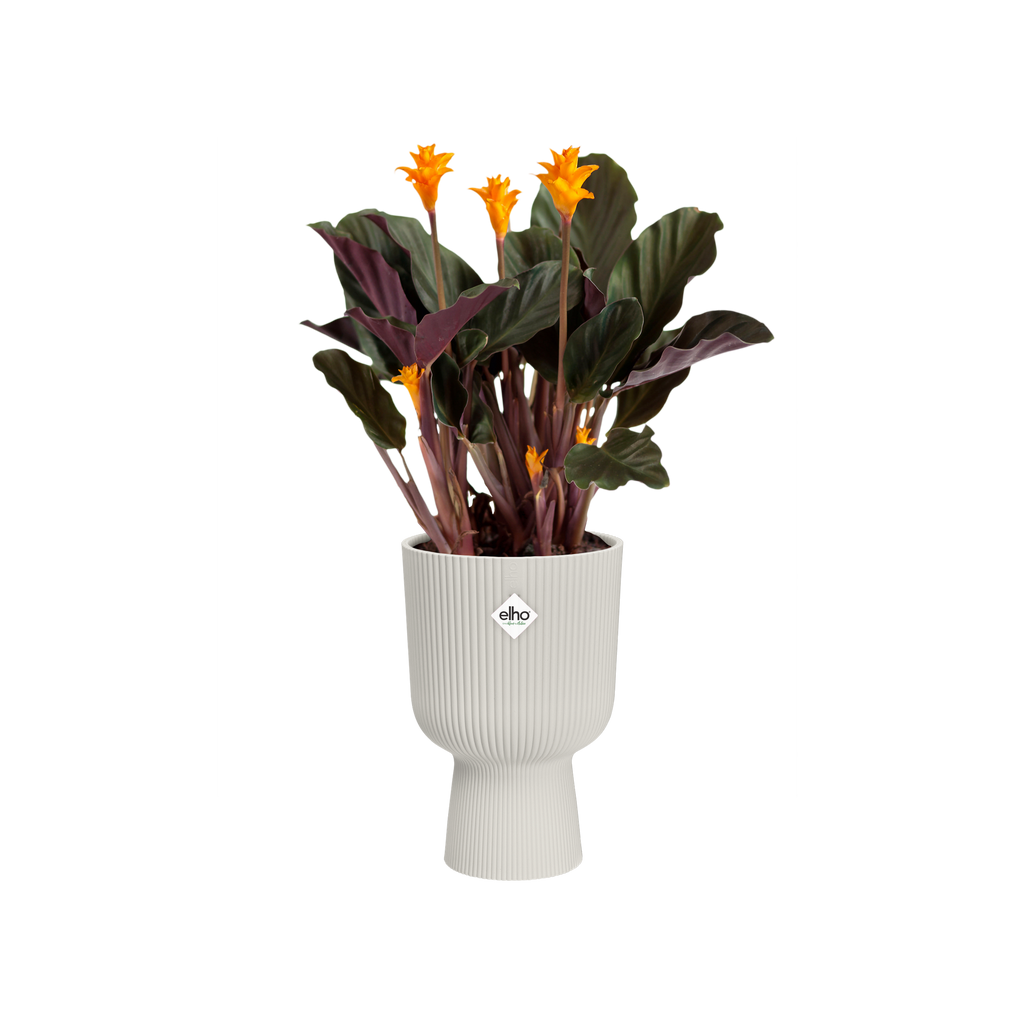 Topf Geschenkset "Vibes Fold"