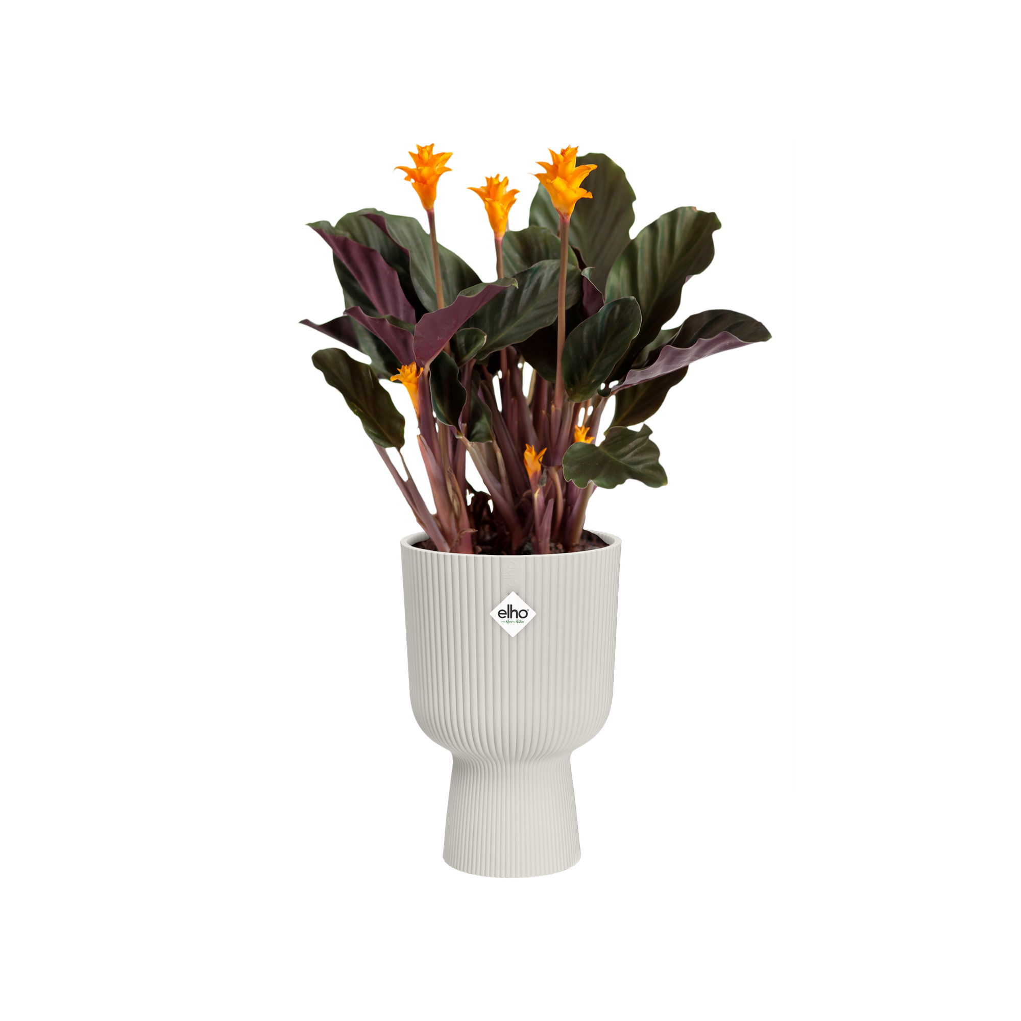 Topf Geschenkset "Vibes Fold"