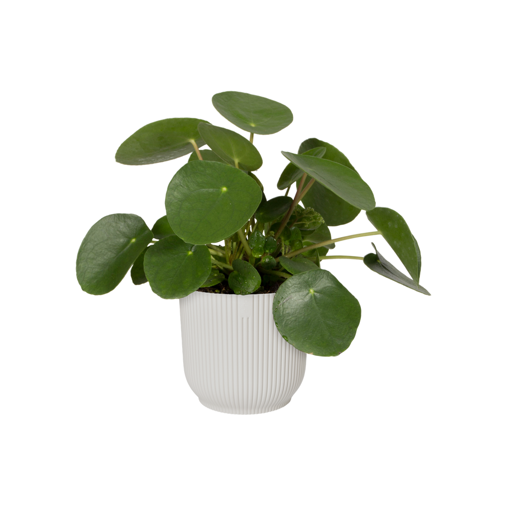 Topf Geschenkset "Vibes Fold"