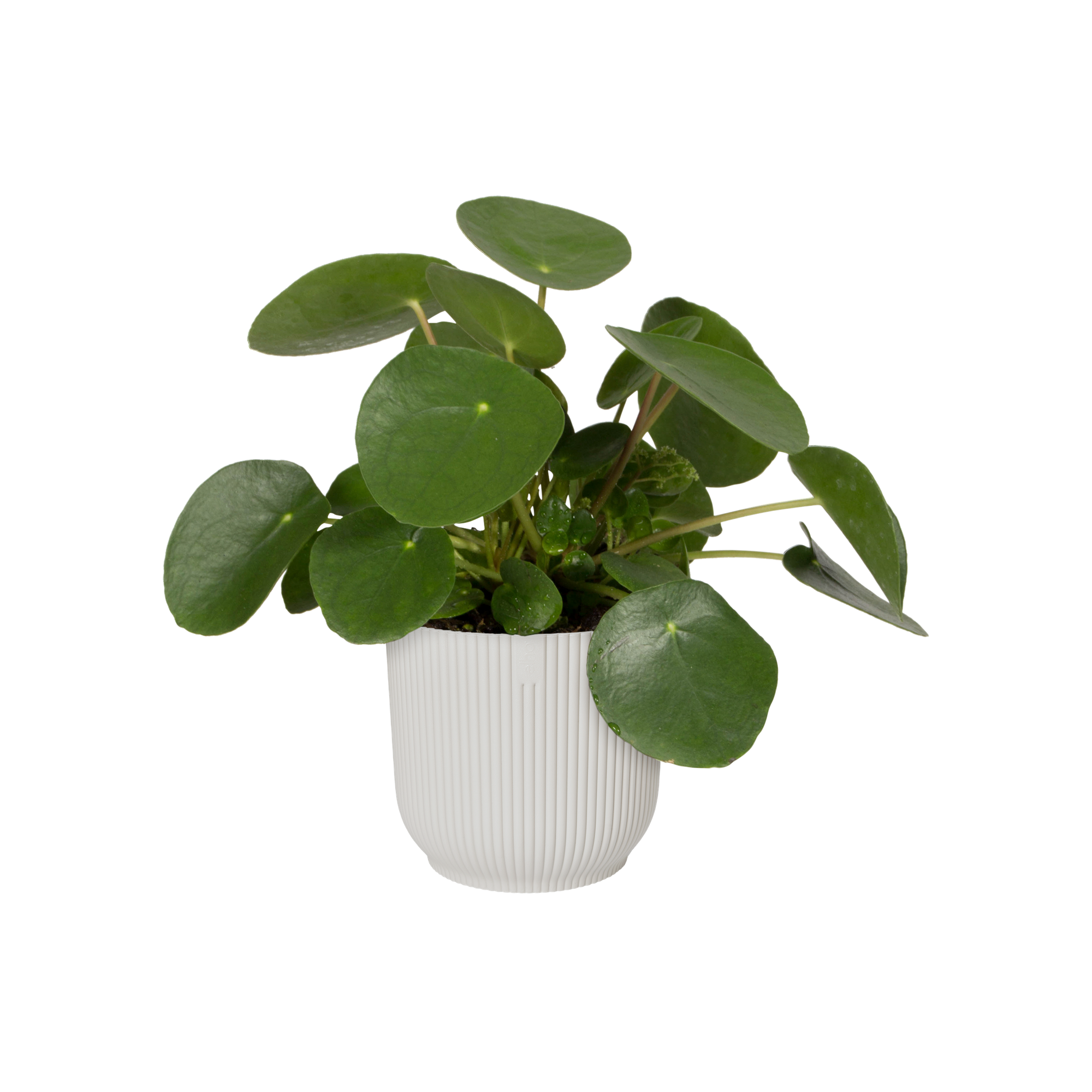 Topf Geschenkset "Vibes Fold"