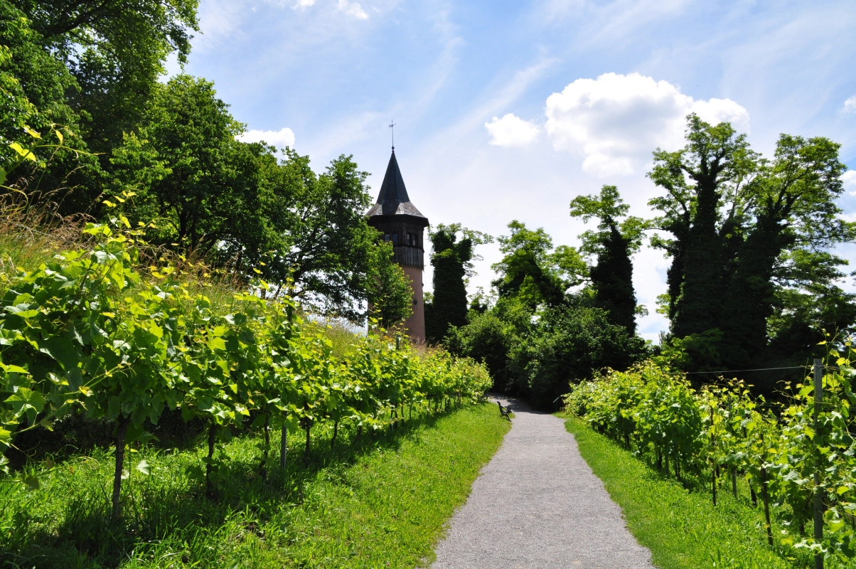 Weinberg auf der Insel Mainau im Sommer