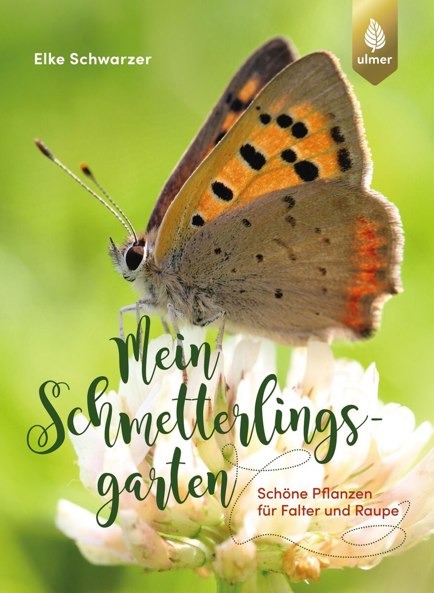 Mein Schmetterlingsgarten (Sachbuch) Mein Schmetterlingsgarten (Sachbuch)