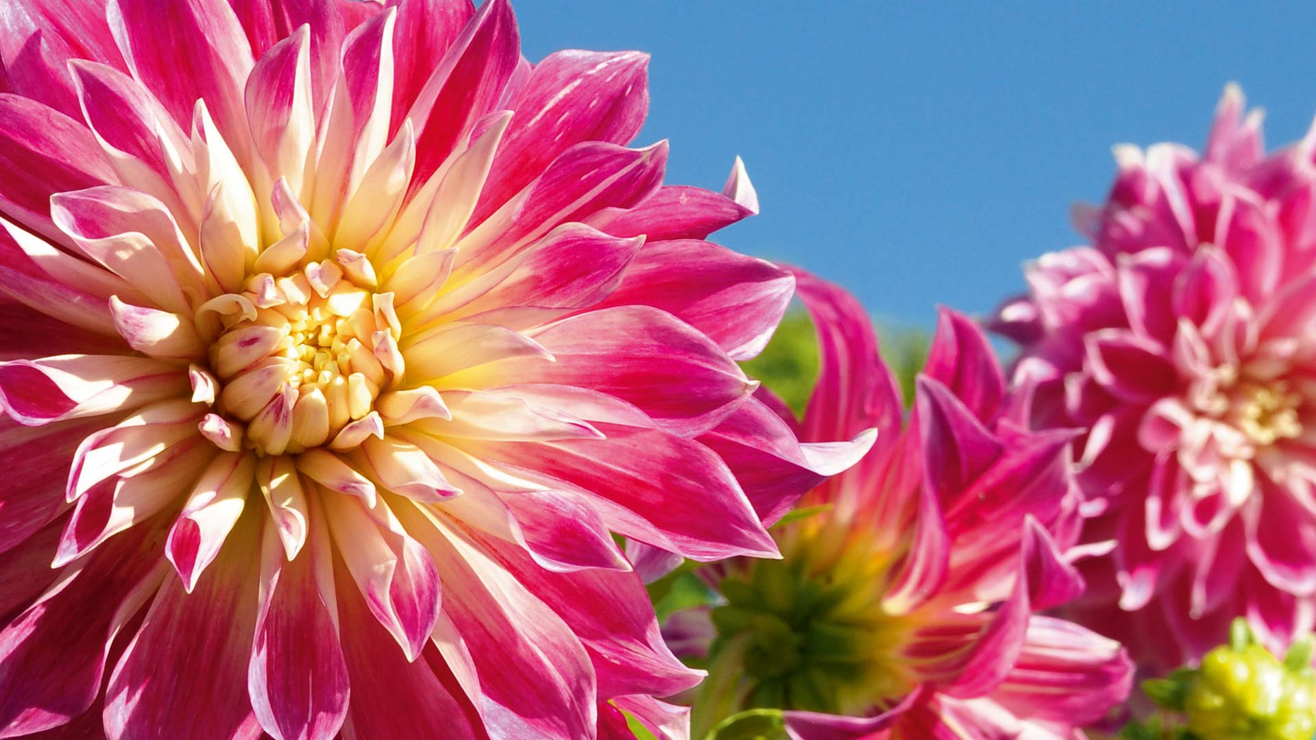 Dahlien auf der Insel Mainau